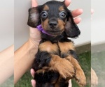 Small Dachshund