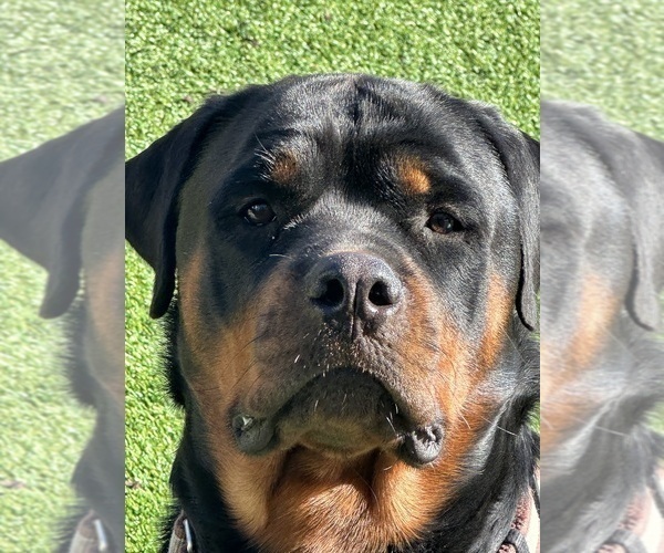 Medium Photo #1 Rottweiler Puppy For Sale in RIVERSIDE, CA, USA