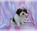 Small #1 Shih-Poo