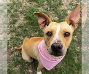 Mutt Dogs for adoption in San Antonio, TX, USA