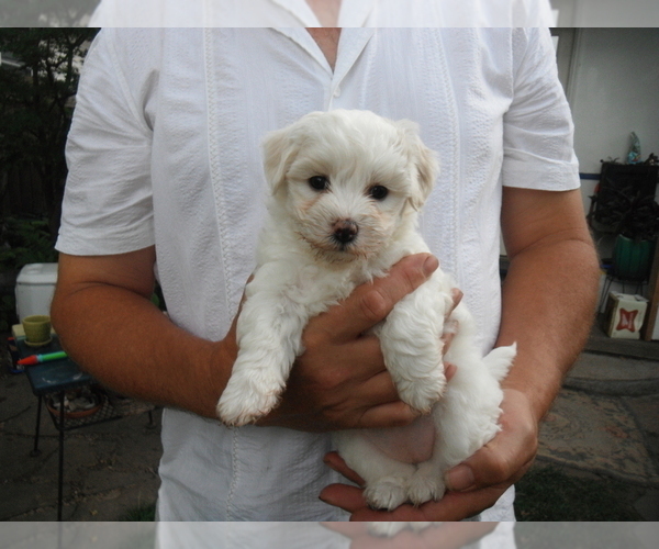 Medium Photo #13 Coton de Tulear Puppy For Sale in COLUMBIA, MO, USA