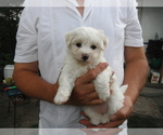 Small Photo #13 Coton de Tulear Puppy For Sale in COLUMBIA, MO, USA