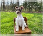 Small Photo #13 Schnauzer (Miniature) Puppy For Sale in NIANGUA, MO, USA