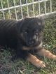 Small Photo #22 German Shepherd Dog Puppy For Sale in LOX, FL, USA