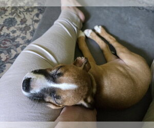 Selkie - Female Mutt Dog for Adoption - Photo #6