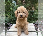 Small #2 Cockapoo (Miniature)