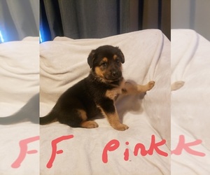 Alaskan Malamute-German Shepherd Dog Mix Puppy for sale in TACOMA, WA, USA