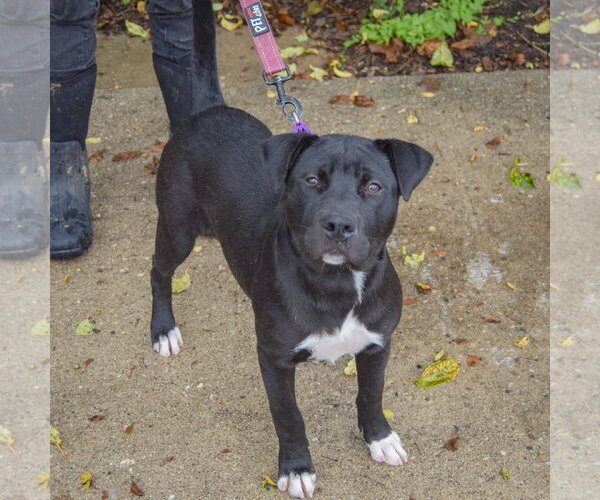 Medium Photo #9 American Staffordshire Terrier-Unknown Mix Puppy For Sale in Huntley, IL, USA
