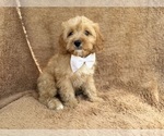 Small #4 Cavapoo (Miniature)