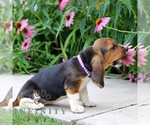 Small #2 Basset Hound