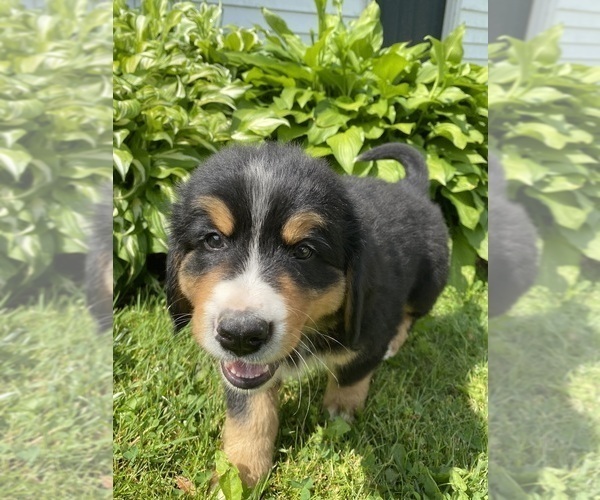 Medium Photo #27 Bernese Mountain Dog Puppy For Sale in BRIDGEPORT, WV, USA