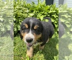 Small Photo #27 Bernese Mountain Dog Puppy For Sale in BRIDGEPORT, WV, USA
