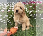 Presley - Male Goldendoodle mix (+ Poodle Miniature) Puppy for Sale - Photo #2