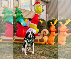 Suzie Q - Female Treeing Walker Coonhound Dog for Adoption - Photo #3