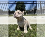 Small #4 French Bulldog