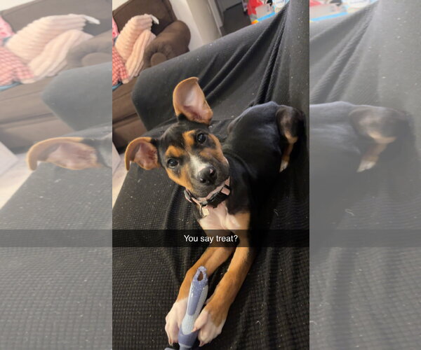 Medium Photo #1 Mutt Puppy For Sale in Mobile, AL, USA