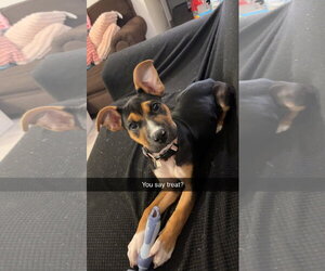 Mutt Dogs for adoption in Mobile, AL, USA