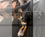Small Mutt