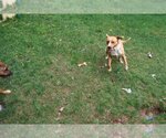 Small Photo #10 Labrador Retriever-Unknown Mix Puppy For Sale in Sebec, ME, USA
