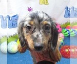 Small #2 Chiweenie
