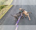 Small #27 American Pit Bull Terrier Mix