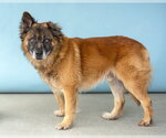 Small #2 Mutt