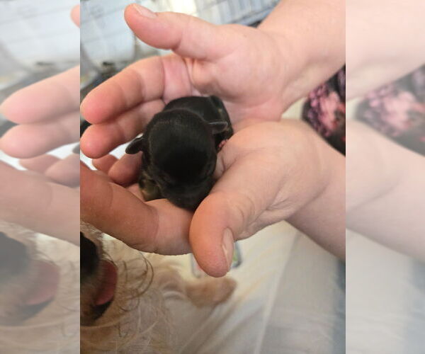 Medium Photo #34 Yorkshire Terrier Puppy For Sale in AKRON, OH, USA
