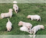 Small Photo #4 Labrador Retriever Puppy For Sale in JOPLIN, MO, USA