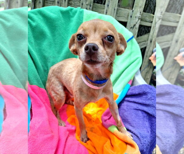 Medium Photo #1 Chihuahua-Unknown Mix Puppy For Sale in Missouri City, TX, USA