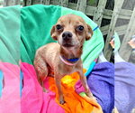 Azizo - Male Chihuahua-Unknown Mix Dog for Adoption - Small photo