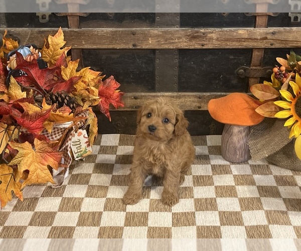 Medium Photo #6 Cavapoo (Miniature) Puppy For Sale in FULTON, KS, USA