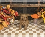 Axel - Male Cavapoo (Miniature) Puppy for Sale - Photo #6