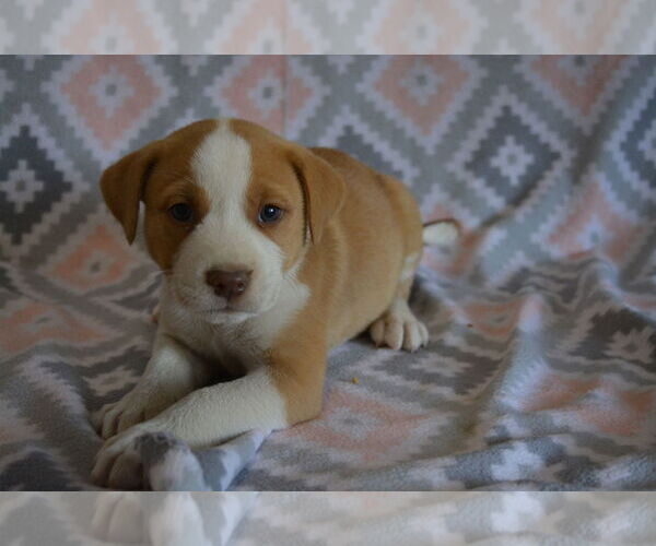 Medium Photo #7 Boxer Puppy For Sale in Poplar Bluff, MO, USA