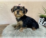 Small #6 Yorkshire Terrier
