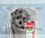 Small #8 Poodle (Toy)