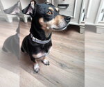 Small #1 Dachshund Mix