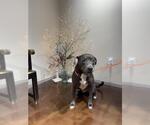 Small #1 American Pit Bull Terrier