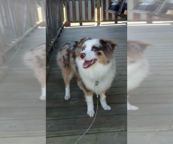 Medium Photo #1 Miniature Australian Shepherd Puppy For Sale in FULTON, MO, USA