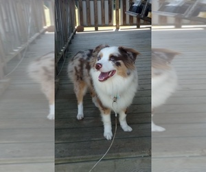 Mother of the Miniature Australian Shepherd puppies born on 04/03/2026