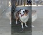 Small Photo #1 Miniature Australian Shepherd Puppy For Sale in FULTON, MO, USA