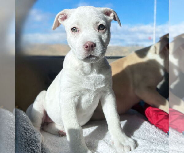 Medium Photo #2 Mutt Puppy For Sale in Laramie, WY, USA