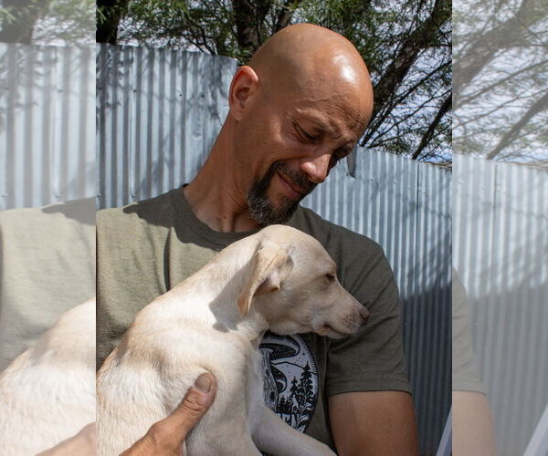 Medium Photo #4 Chihuahua-Unknown Mix Puppy For Sale in Williamsburg, NM, USA