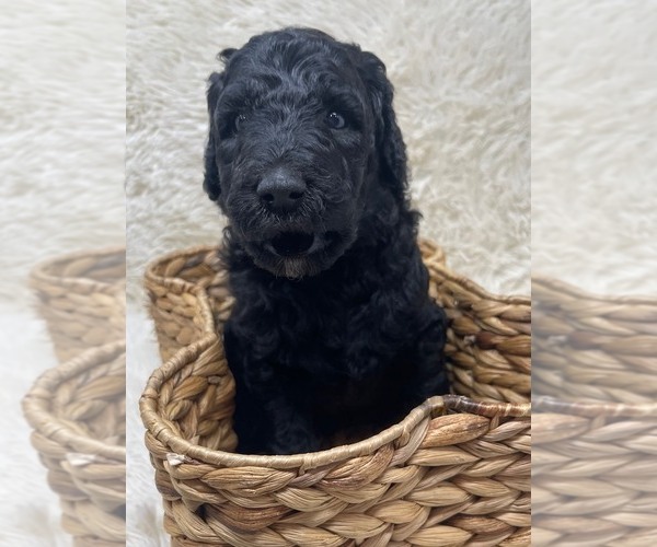 Medium Photo #46 Double Doodle Puppy For Sale in PIERSON, FL, USA