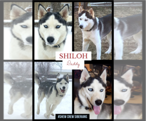Father of the Siberian Husky puppies born on 05/09/2021
