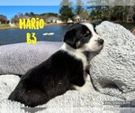 Small Photo #7 Border Collie Puppy For Sale in WEST MONROE, LA, USA