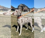 Small Photo #1 Goldendoodle Puppy For Sale in HOWARD CITY, MI, USA