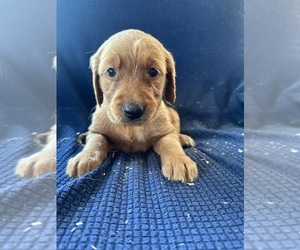 Golden Irish-Golden Retriever Mix Puppy for sale in SOUTH WATERFORD, ME, USA