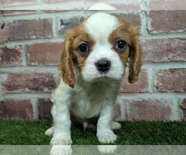 Medium Photo #6 Cavalier King Charles Spaniel Puppy For Sale in MOBERLY, MO, USA