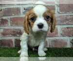 Small #5 Cavalier King Charles Spaniel