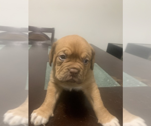 Medium Photo #3 Dogue de Bordeaux Puppy For Sale in DALLAS, TX, USA